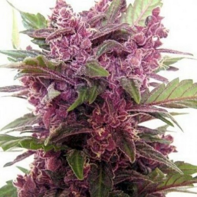Purple Bud - White Label