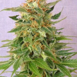 Ginger Punch Auto