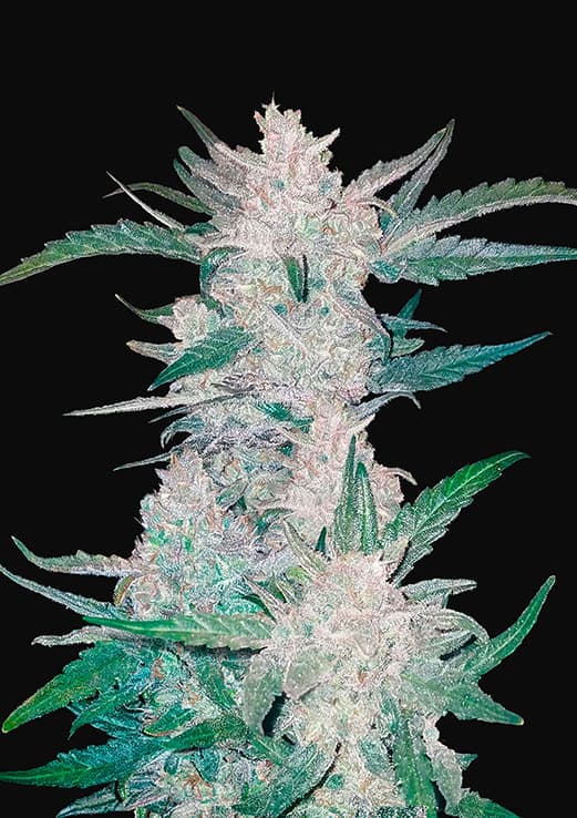 Mexican Airlines - Autoflowering