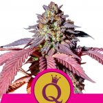 purple-queen1
