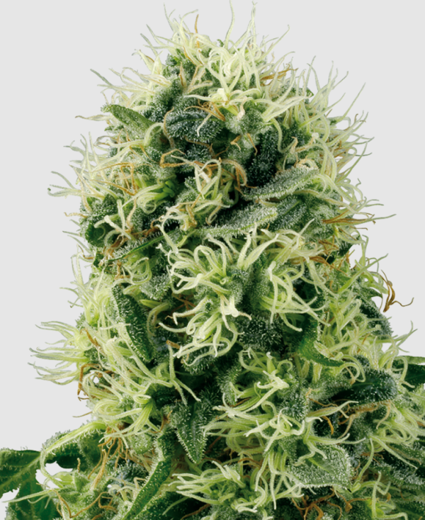 Pure Power Plant​ – Fast Flowering