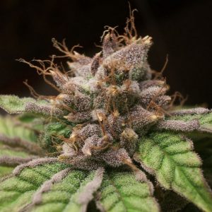 Vrste marihuane - Blueberry