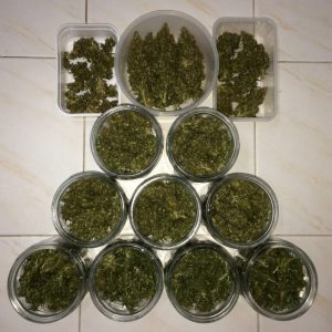 Vrste marihuane - Pineapple Express