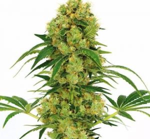 Vrste marihuane - Big Bud