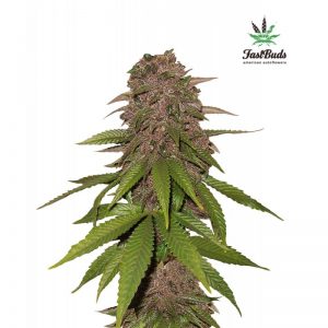 Vrste marihuane - C4 Autoflowering