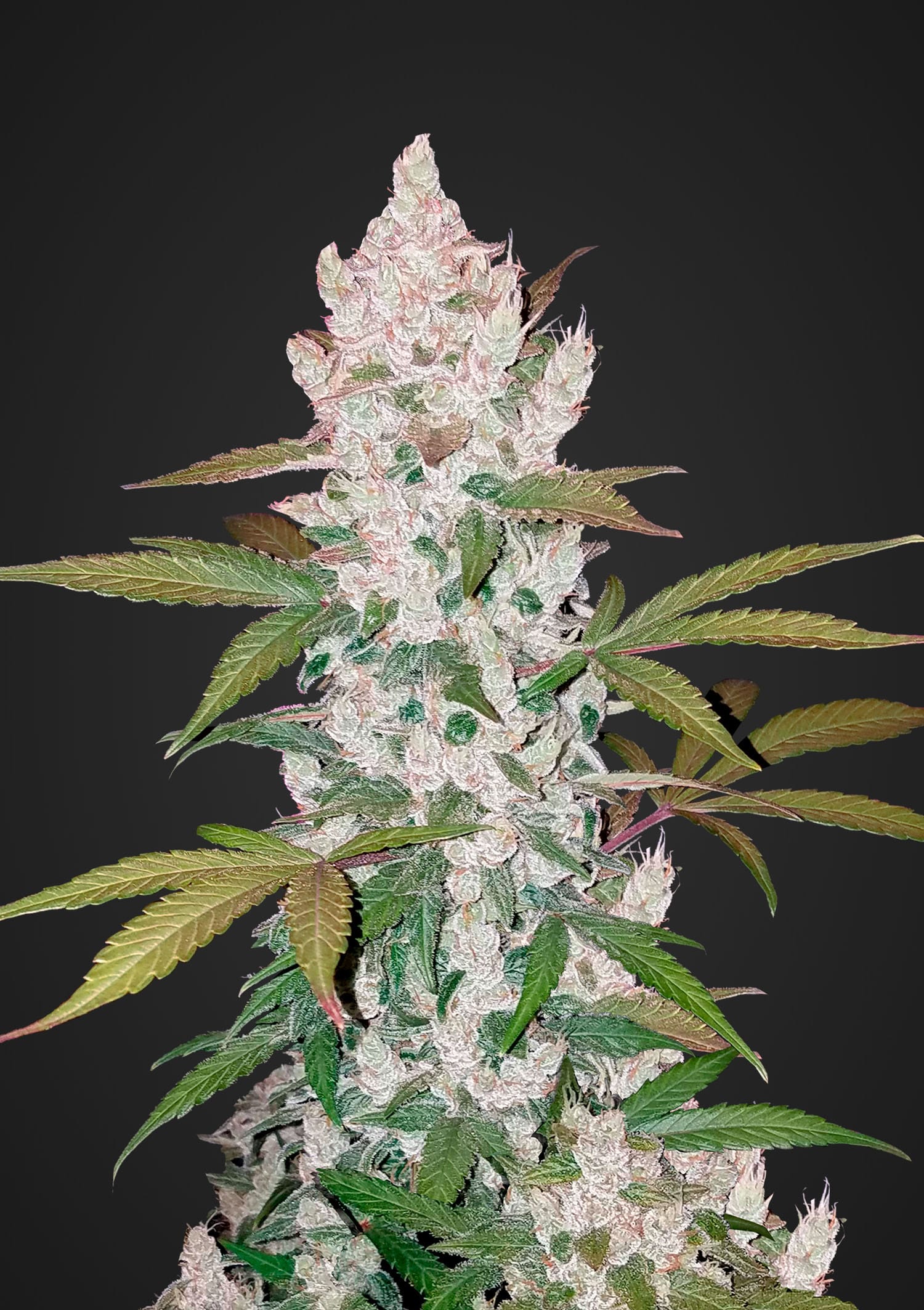 Vrste marihuane - Girl Scout Cookies Auto