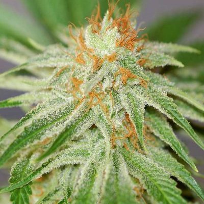 Vrste marihuane - Orange Bud