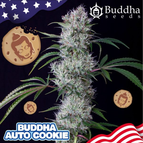Buddha Auto Cookie (USA collection)
