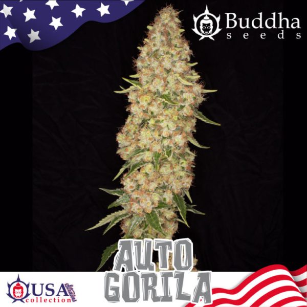 Buddha Auto Gorila (USA collection)