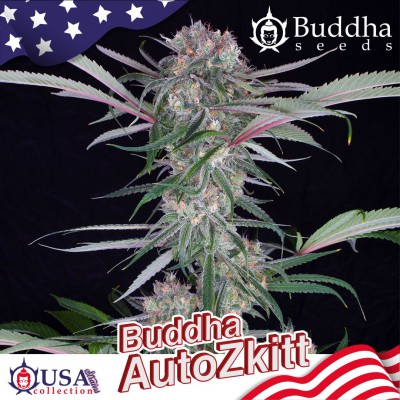 Buddha Auto Zkitt (USA collection)