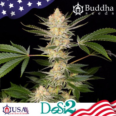 Buddha DoSi2 (USA collection)