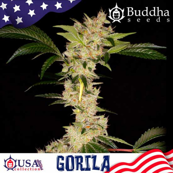 Buddha Gorila (USA collection)