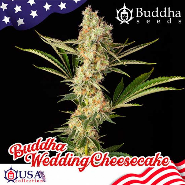 Buddha Wedding Cheesecake (USA collection)