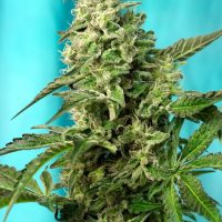 Green-Poison-F1-Fast-Version-Sweet-Seeds-1